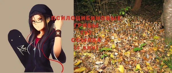 прущие грибы Бородино